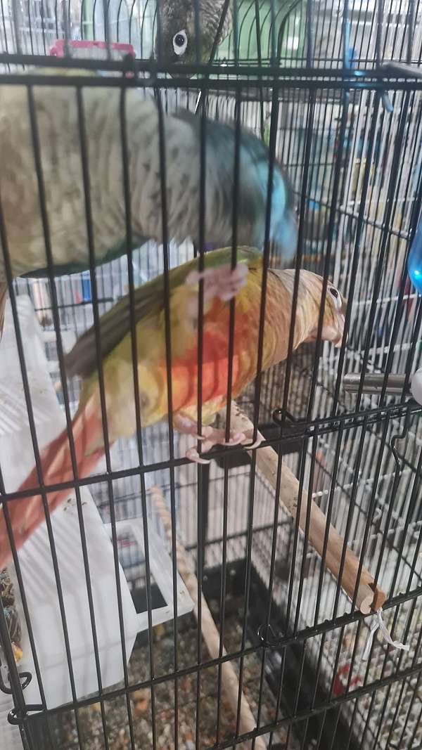 conure-for-sale