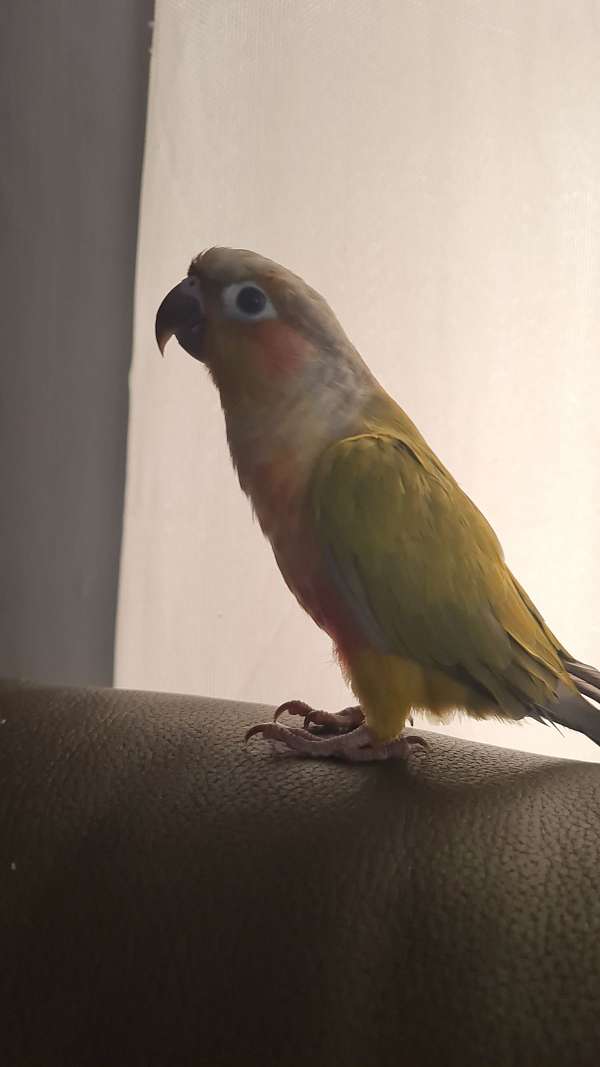 conure-for-sale