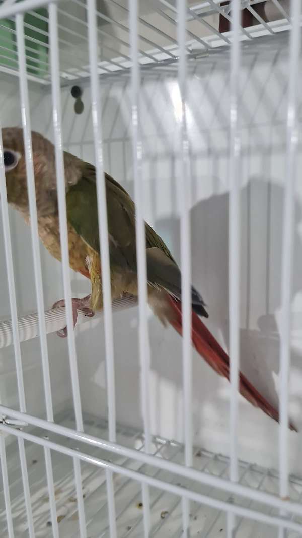 cinnamon-green-bird-for-sale-in-springfield-ma