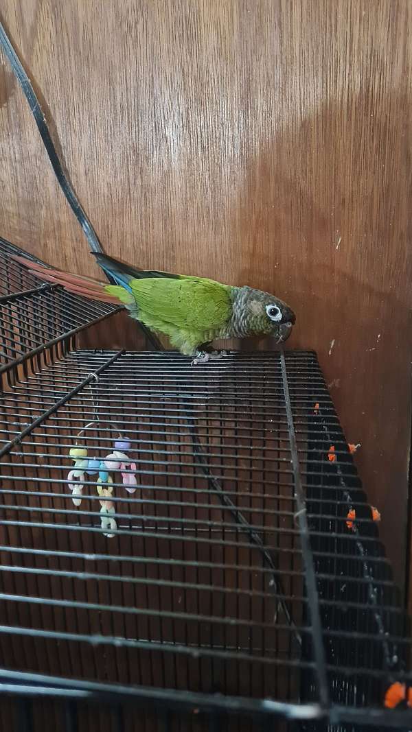 conure-green-cheek-conure-for-sale-in-springfield-ma