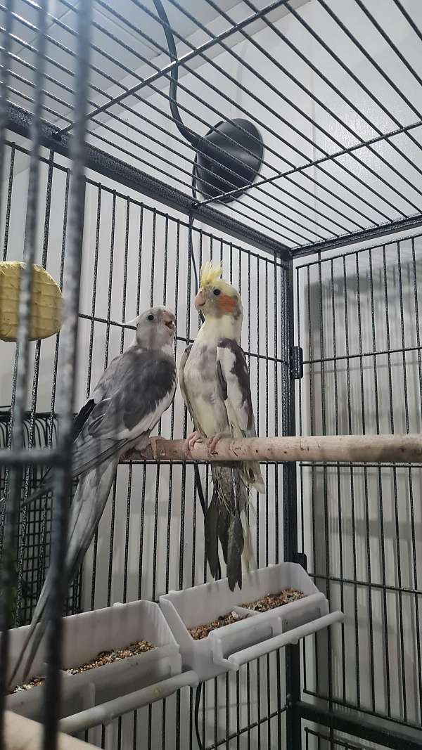 cockatiel-for-sale