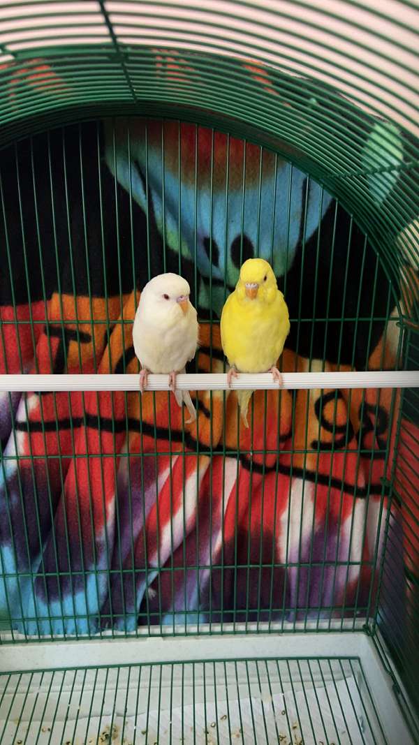 parakeet-for-sale