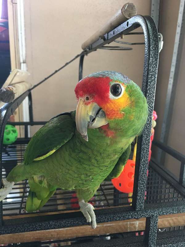 red-lored-amazon-parrot-for-sale-in-san-antonio-tx