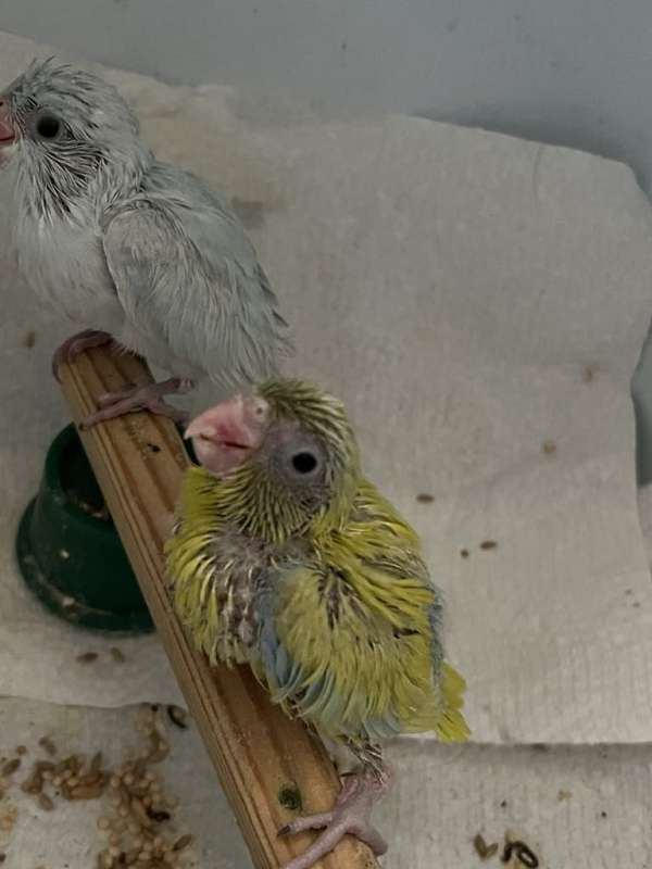 companion-bird-for-sale-in-bettendorf-ia