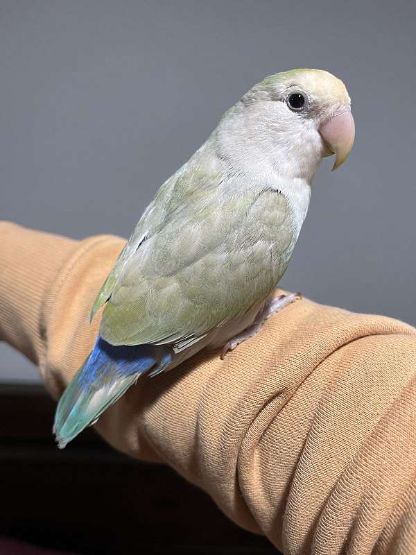 female-bird-for-sale-in-san-bernardino-ca