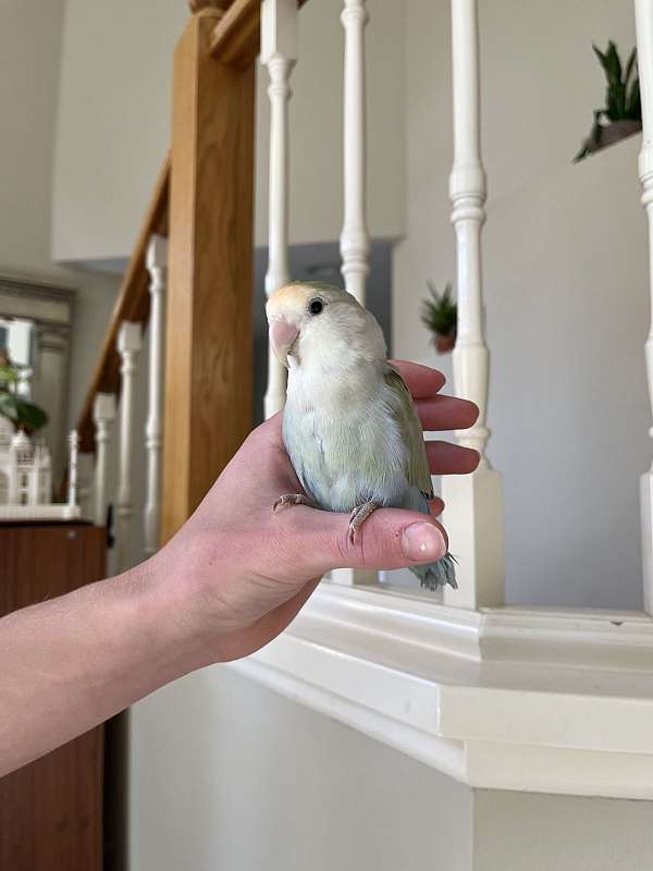 female-bird-for-sale-in-san-bernardino-ca