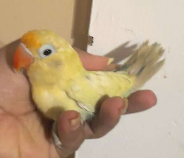 lovebird-for-sale