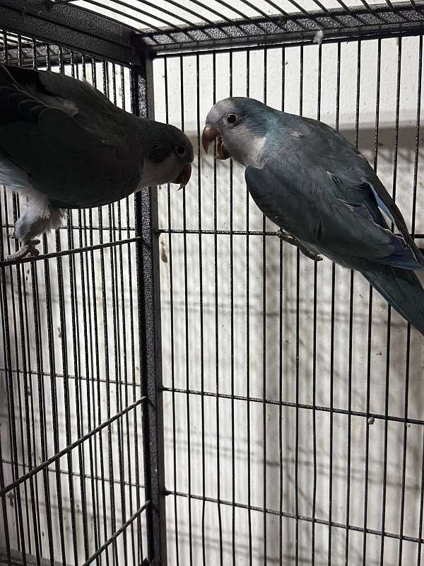 quaker-parrots-for-sale