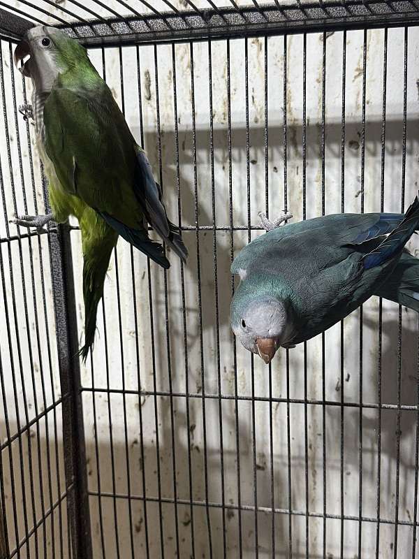 quaker-parrots-for-sale