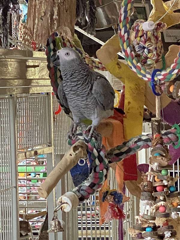 congo-african-grey-parrot-for-sale