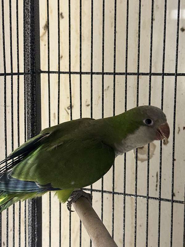 quaker-parrots-for-sale