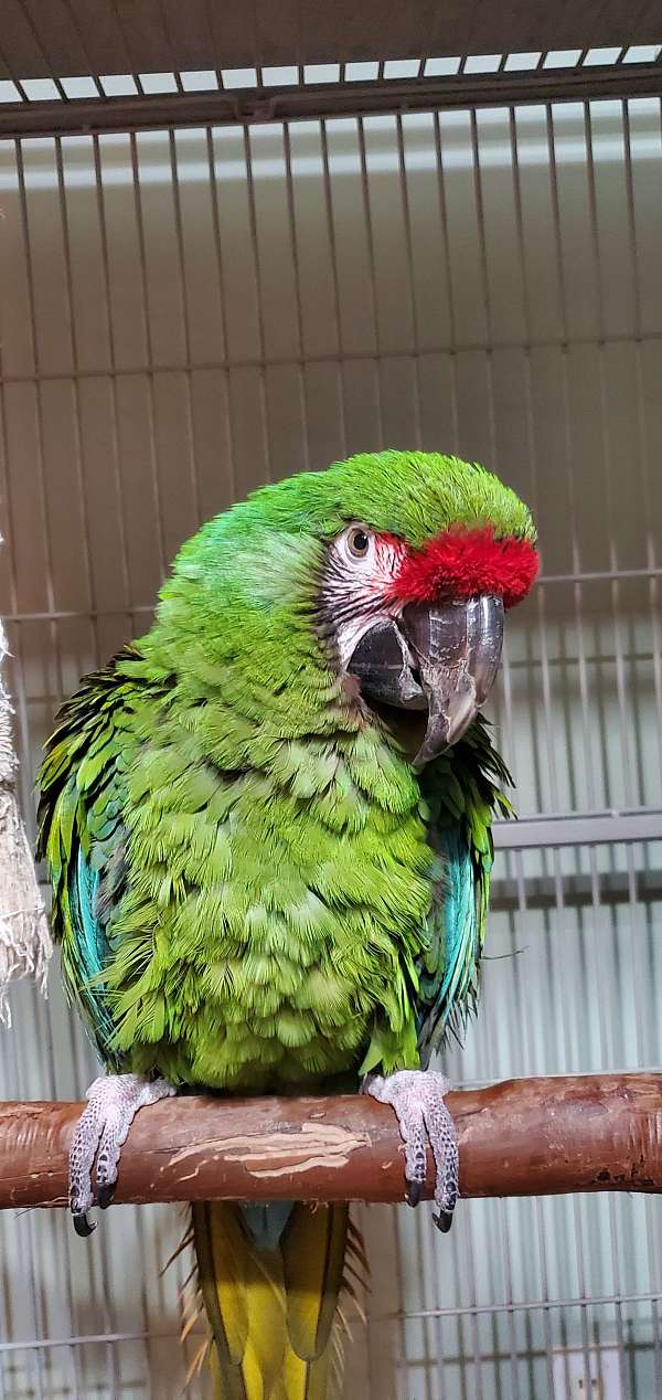 macaw-for-sale