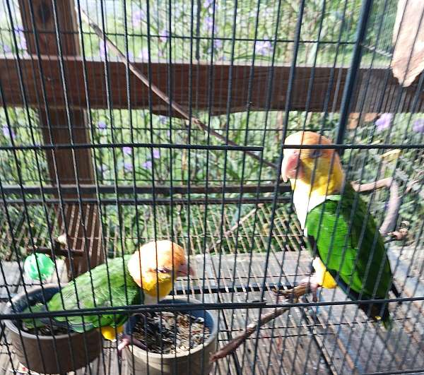 orange-bird-for-sale-in-milton-fl