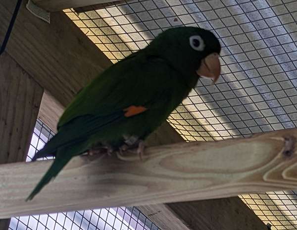 golden-parakeet-for-sale-in-milton-fl