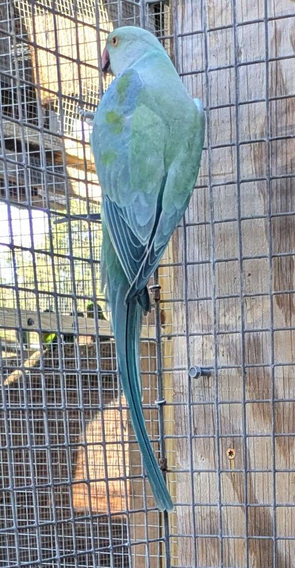 blue-green-bird-for-sale-in-milton-fl