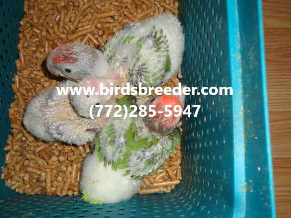 baby-green-rose-bird-for-sale