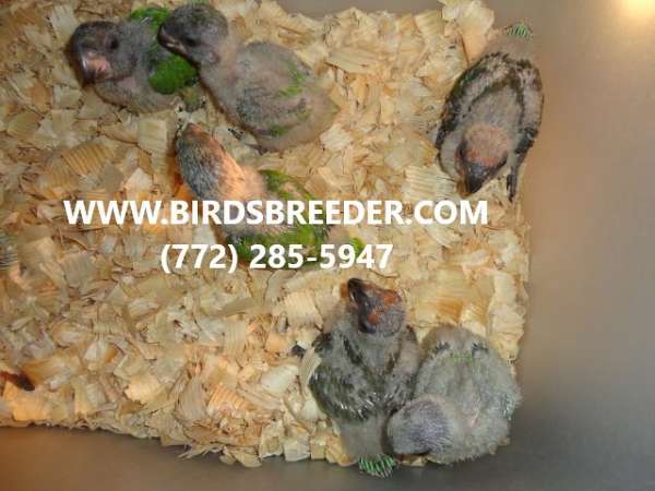 senegal-poicephalus-parrots-for-sale