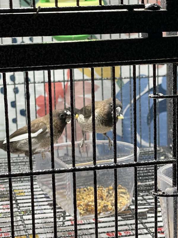 brown-pied-bird-for-sale-in-portage-wi