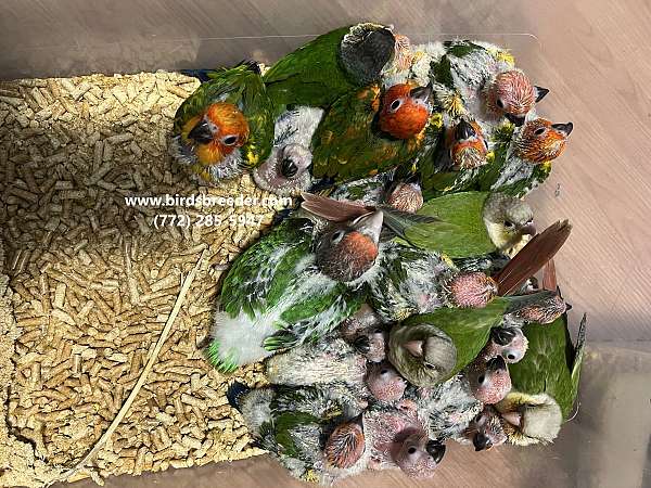 sun-conure-for-sale