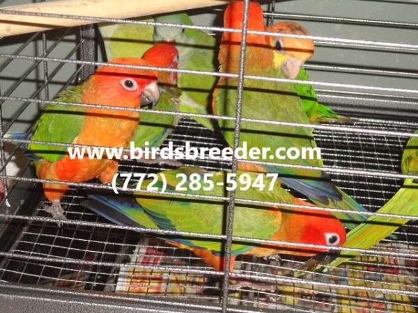 sun-conure-for-sale