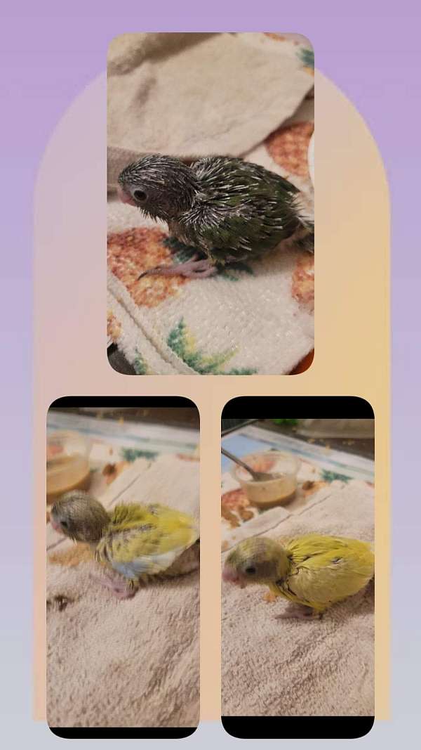 female-bird-for-sale-in-tyrone-pa