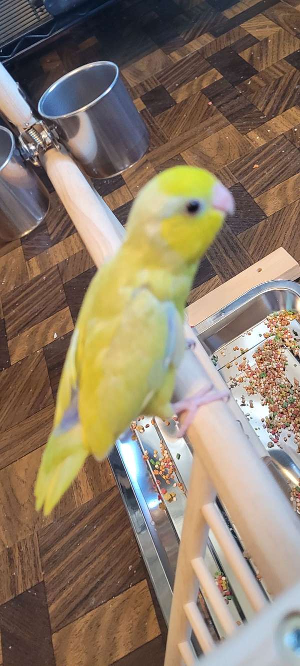 female-bird-for-sale-in-tyrone-pa