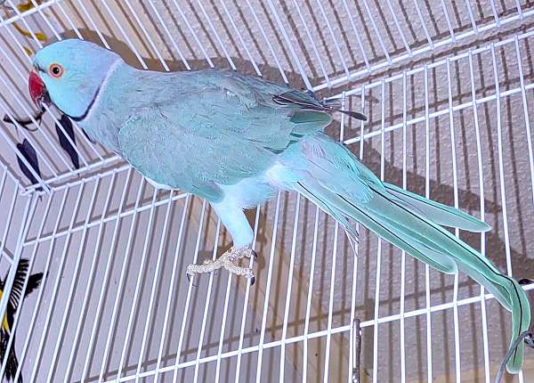 blue-aggressive-quiet-bird-for-sale