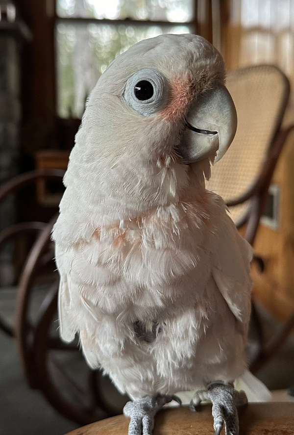 cockatoo-for-sale