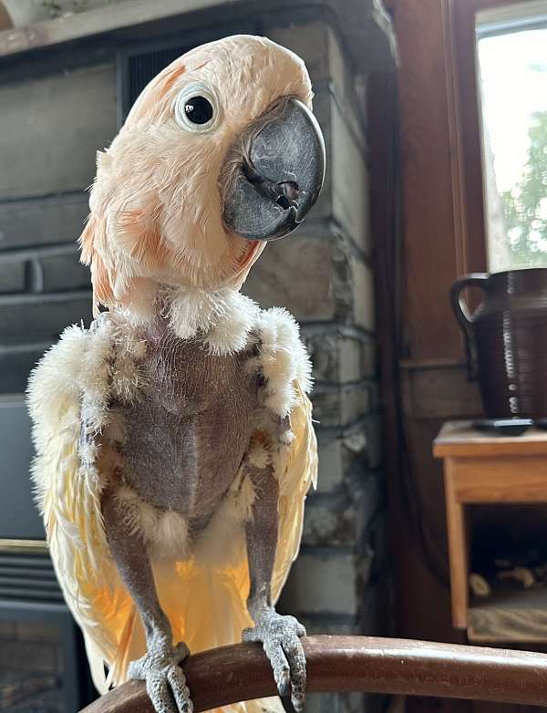 cockatoo-for-sale