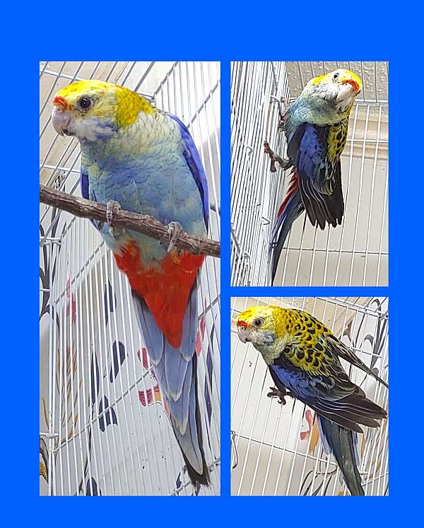 rosella-parakeet-for-sale-in-virginia-beach-va