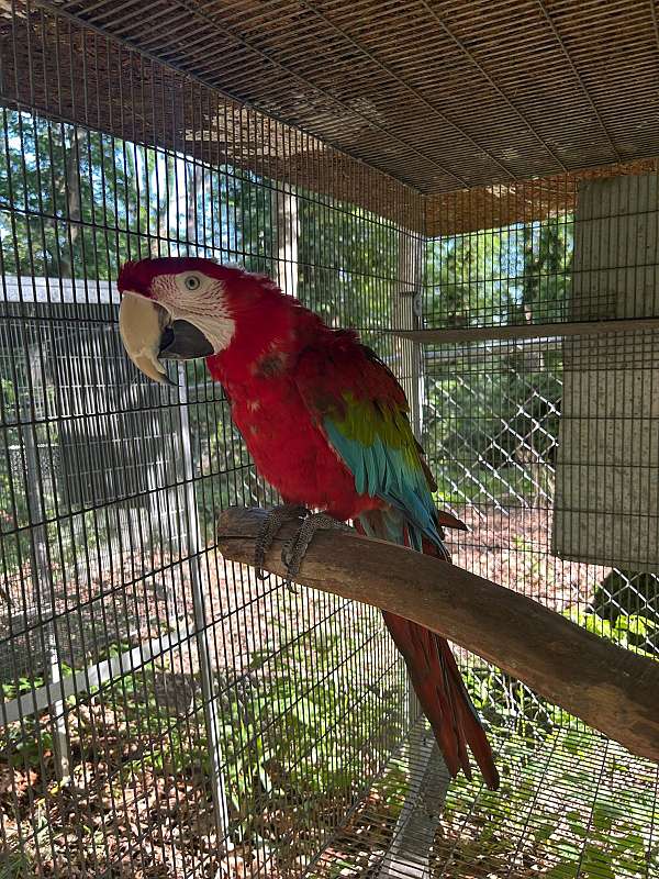 macaw-for-sale