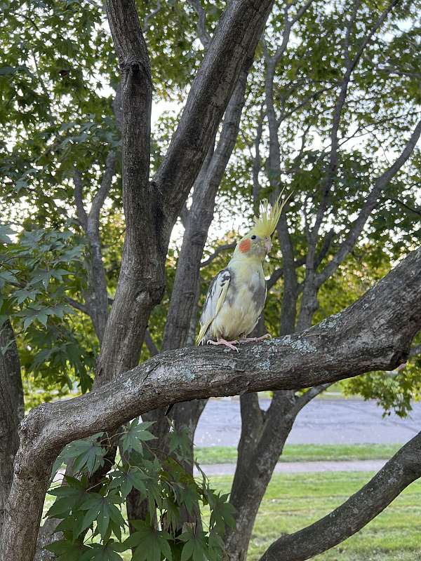 cockatiel-for-sale-in-berlin-ct