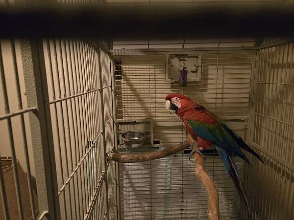 macaw-for-sale-in-carrollton-il