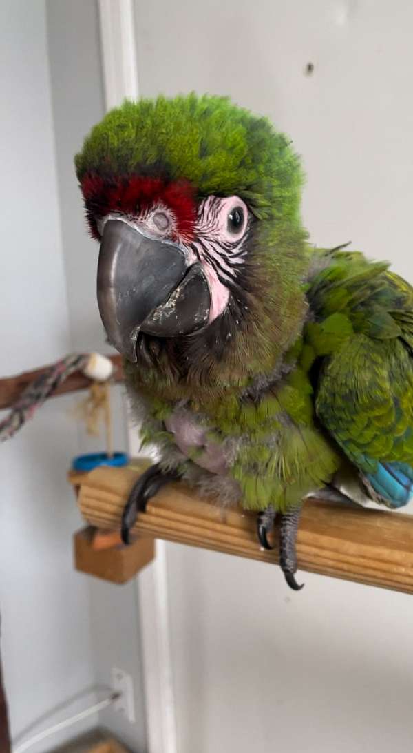 military-macaw-for-sale-in-bakersfield-ca