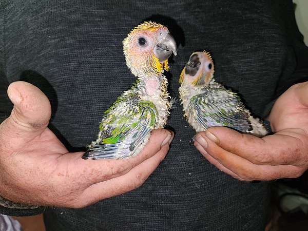 sun-conure-for-sale