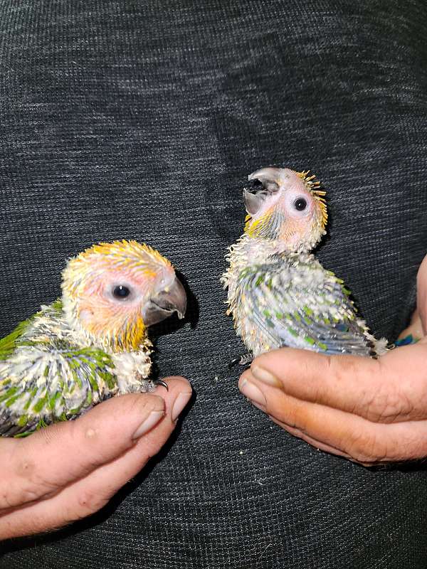 sun-conure-for-sale