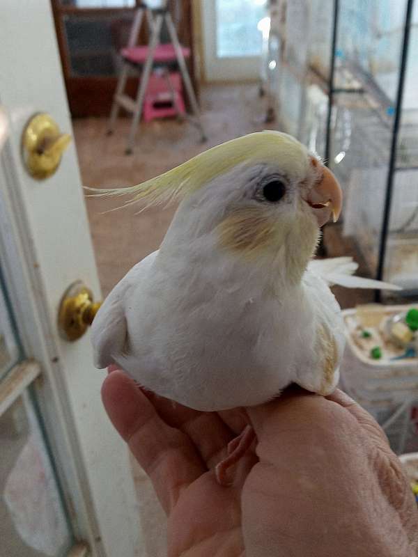 cockatiel-for-sale-in-dripping-springs-tx