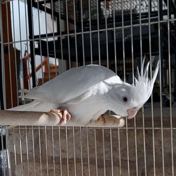 albino-bird-for-sale-in-dripping-springs-tx