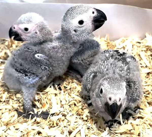 congo-african-grey-parrot-for-sale