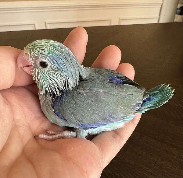 pacific-parrotlet-for-sale