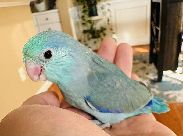 pacific-parrotlet-for-sale