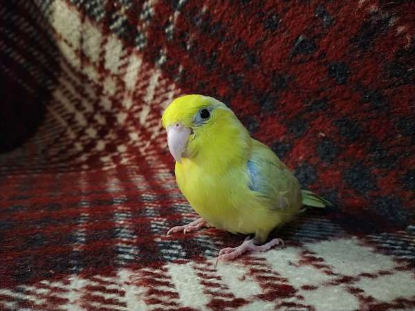 pacific-parrotlet-for-sale