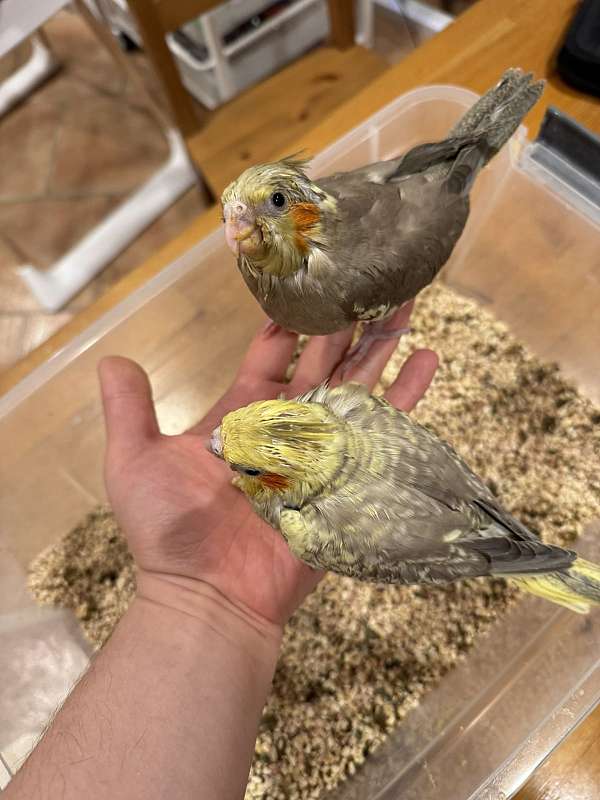 tame-bird-for-sale-in-kensington-md