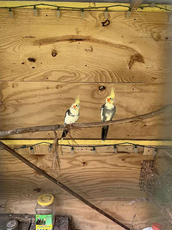 cockatiel-for-sale-in-bogue-chitto-ms