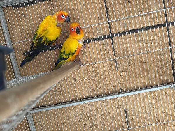 sun-conure-for-sale