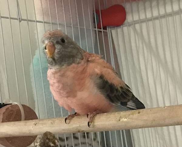 parakeet-for-sale