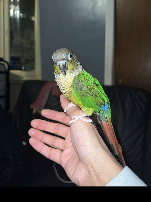 conure-for-sale-in-haledon-nj