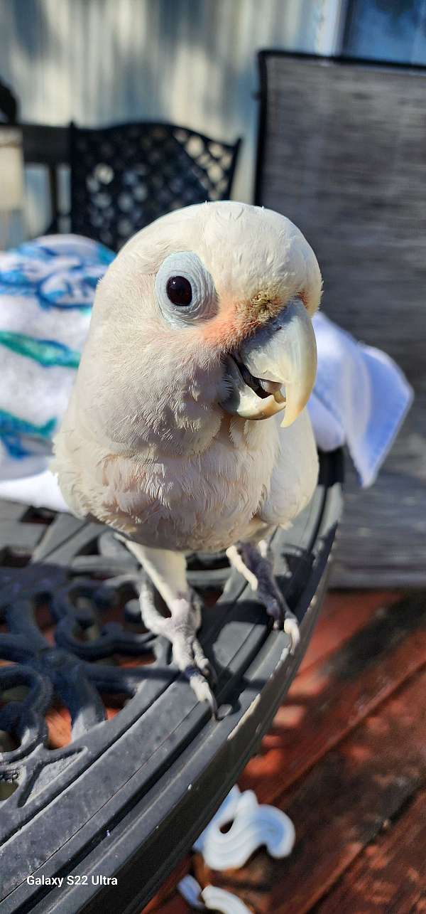 cockatoo-for-sale-in-hubert-nc