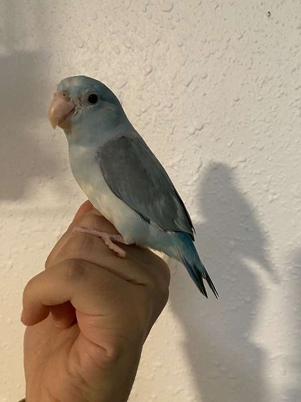 parrotlet-for-sale-in-kennewick-wa