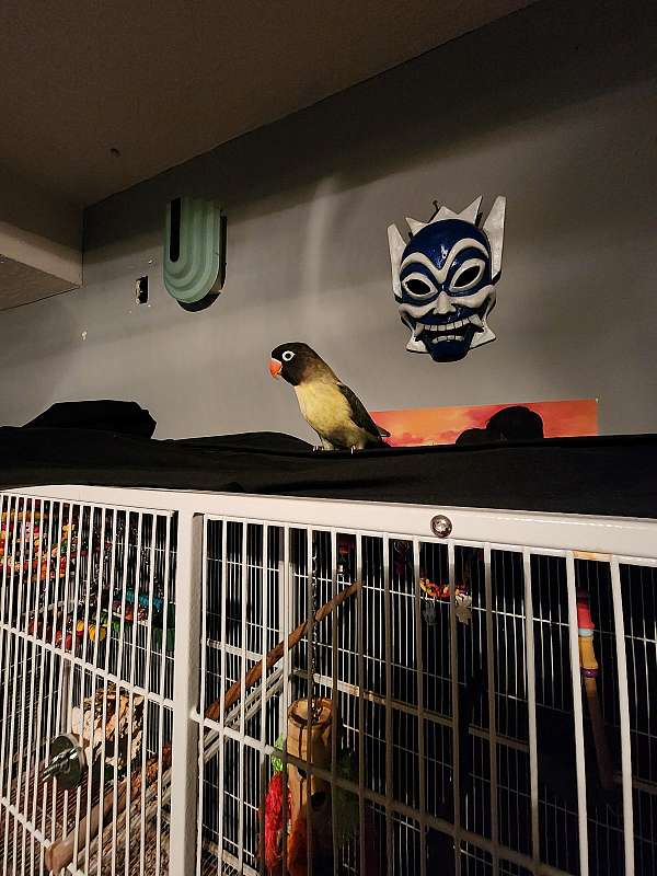 black-mask-lovebird-for-sale-in-kentucky